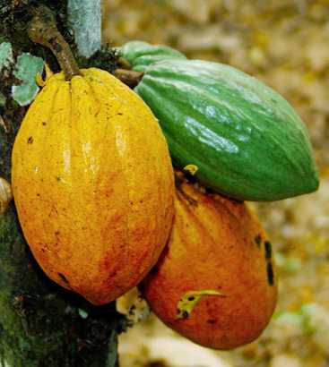 cacaovrucht