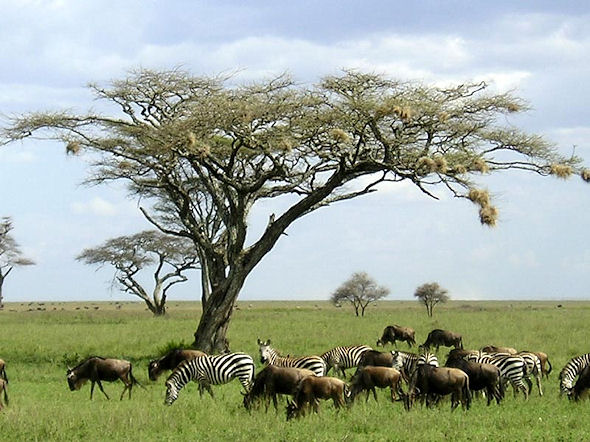 landschap in Tanzania