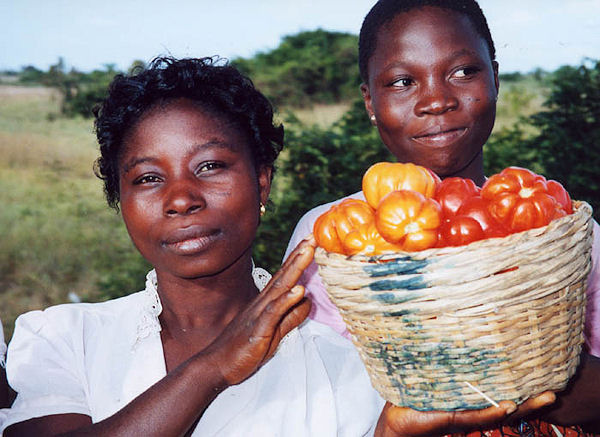 Tomaten in Ghana