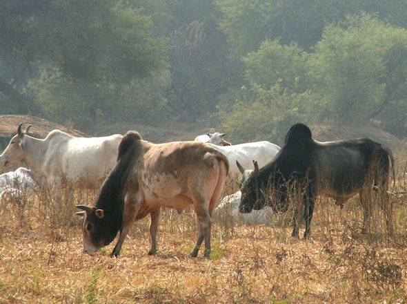 Zeboes in Ghana