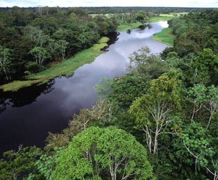 Amazone