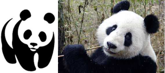Pandabeer