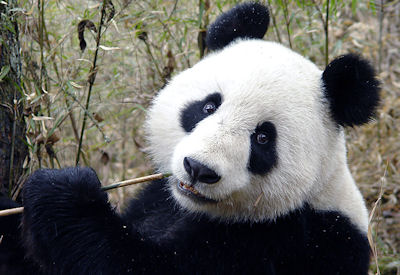 Pandabeer Chi Chi
