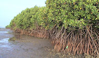 mangrovebos