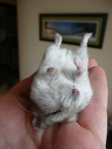 m'n hamster is dood
