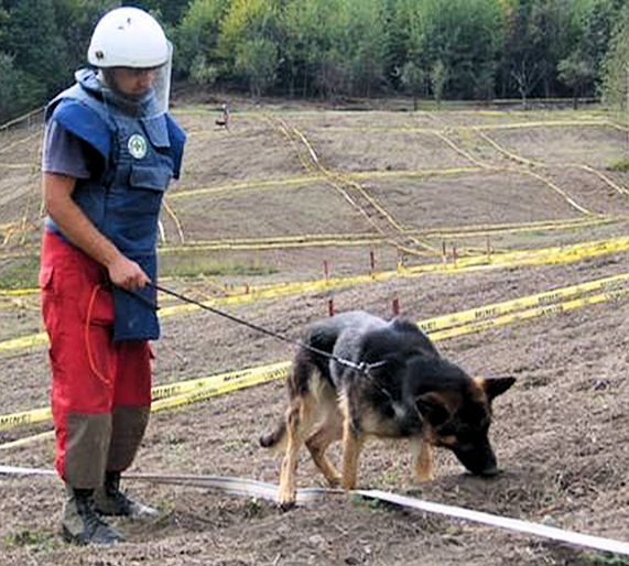 landmijnenhond
